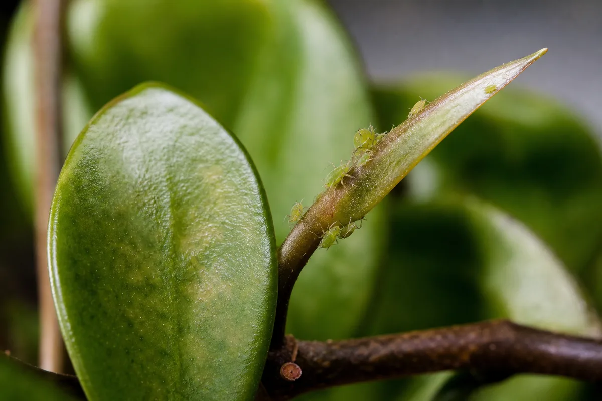 Close-up of Aphids on Hoya Carnosa - diagnostic detail
