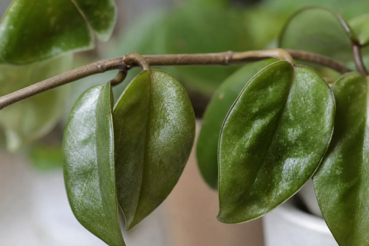 Close-up of Drooping Leaves on Hoya Carnosa - diagnostic detail