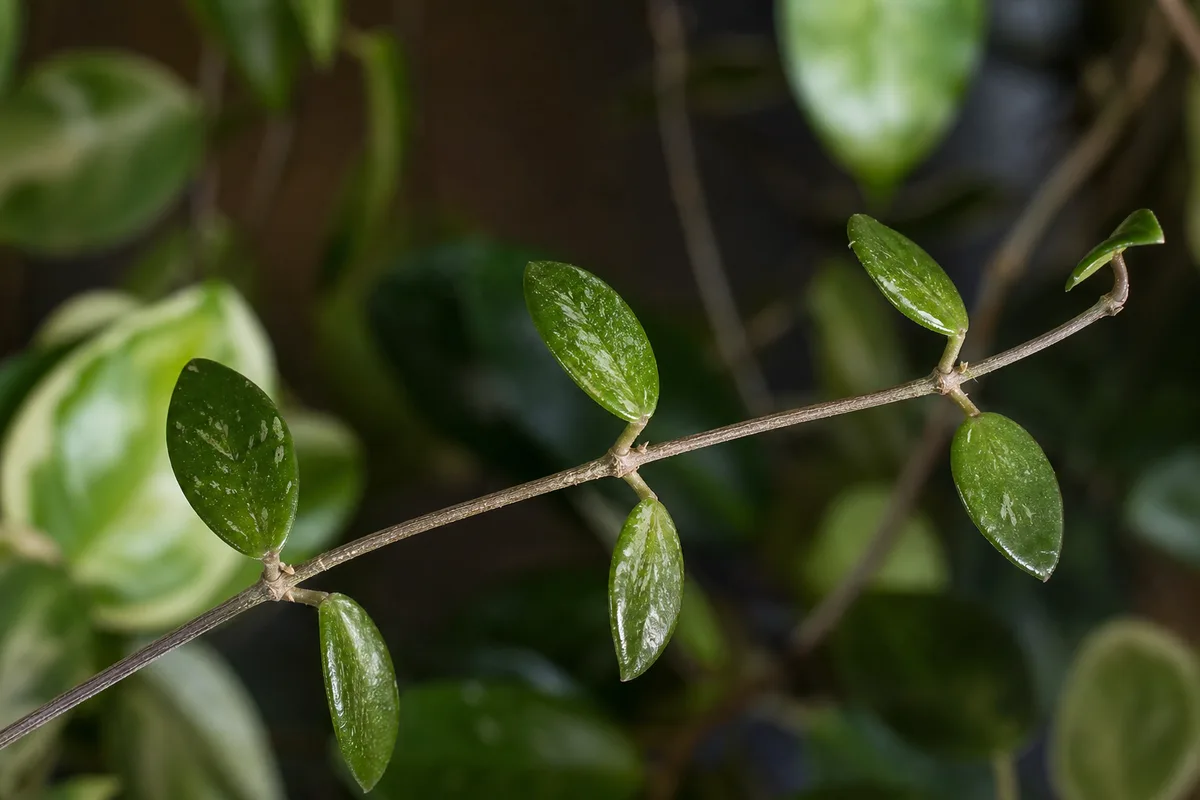 Close-up of Leggy Growth on Hoya Carnosa - diagnostic detail