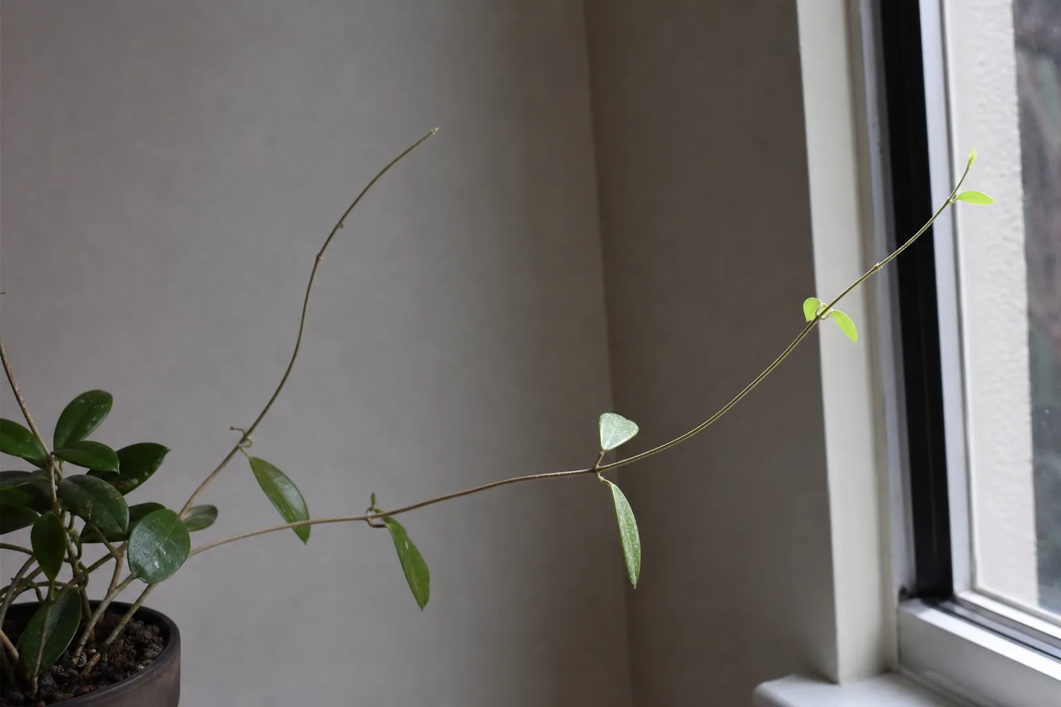 Leggy Growth on Hoya Carnosa - visible symptom on the plant