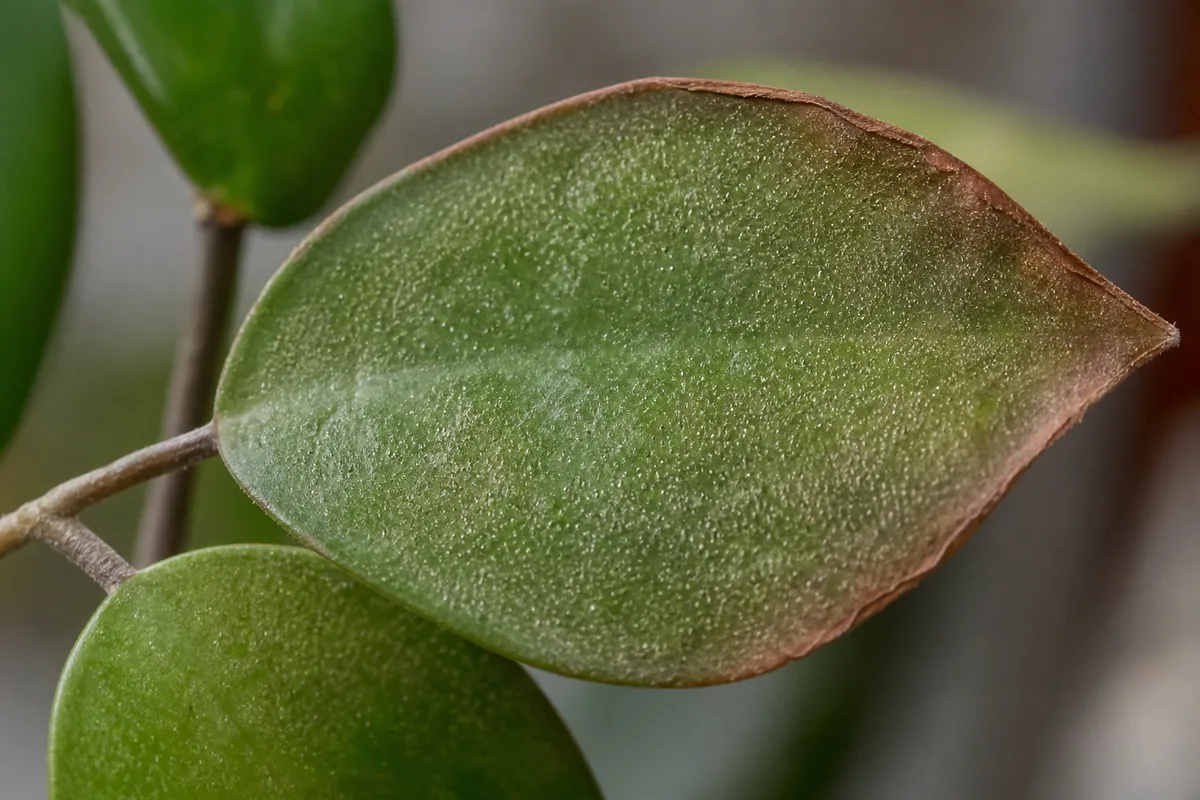 Close-up of Low Humidity on Hoya Carnosa - diagnostic detail