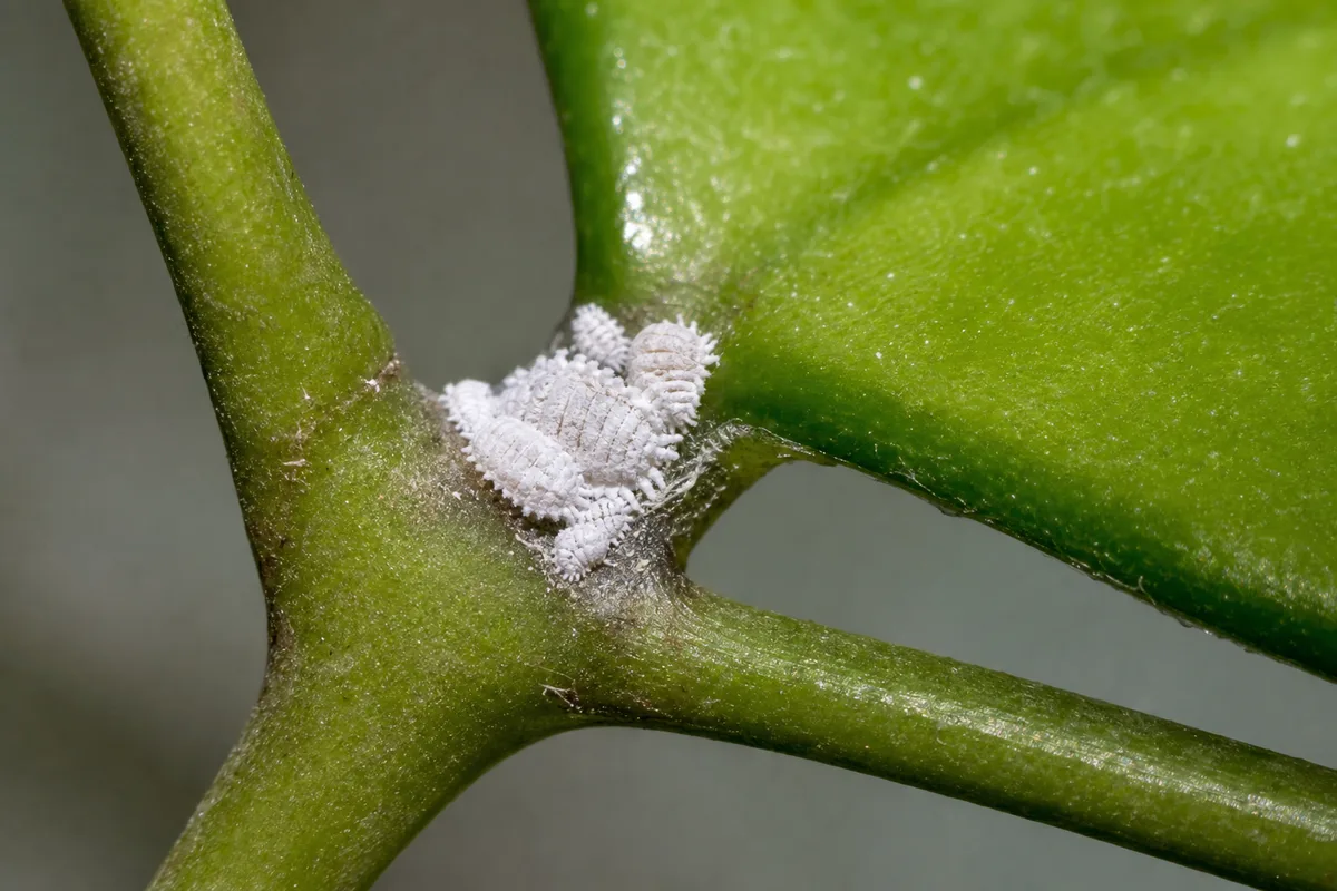 Close-up of Mealybugs on Hoya Carnosa - diagnostic detail