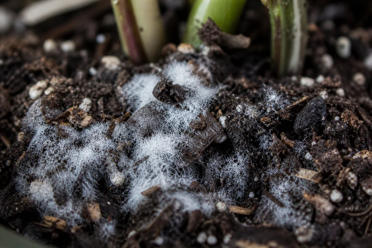 Close-up of Mold on Soil on Hoya Carnosa - diagnostic detail