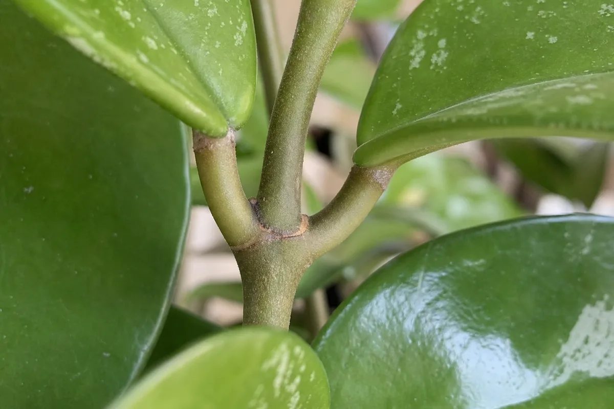 Close-up of No Flowers on Hoya Carnosa - diagnostic detail
