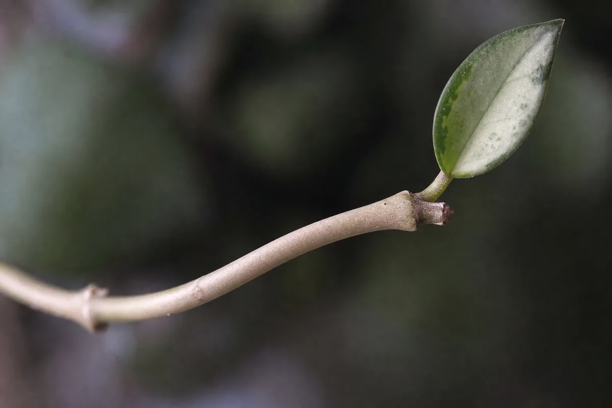 Close-up of Not Enough Light on Hoya Carnosa - diagnostic detail