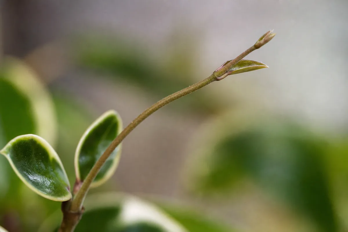 Close-up of Slow Growth on Hoya Carnosa - diagnostic detail