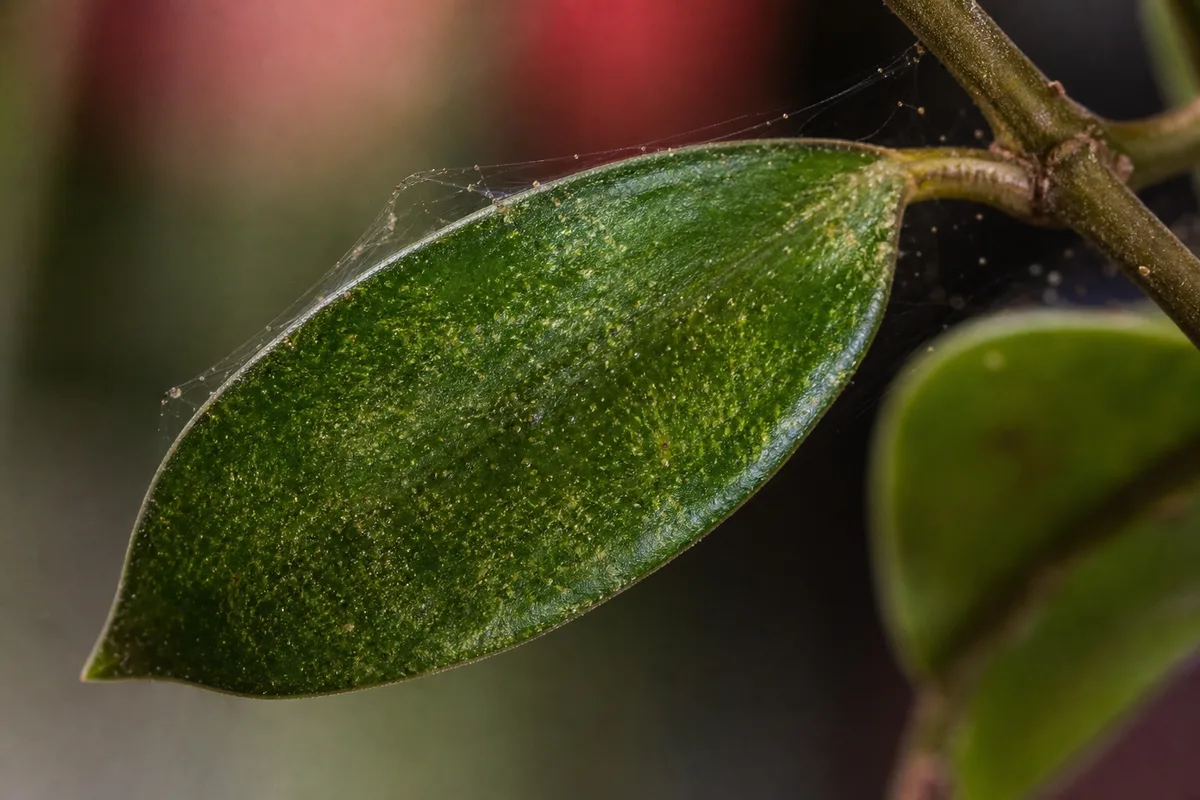 Close-up of Spider Mites on Hoya Carnosa - diagnostic detail