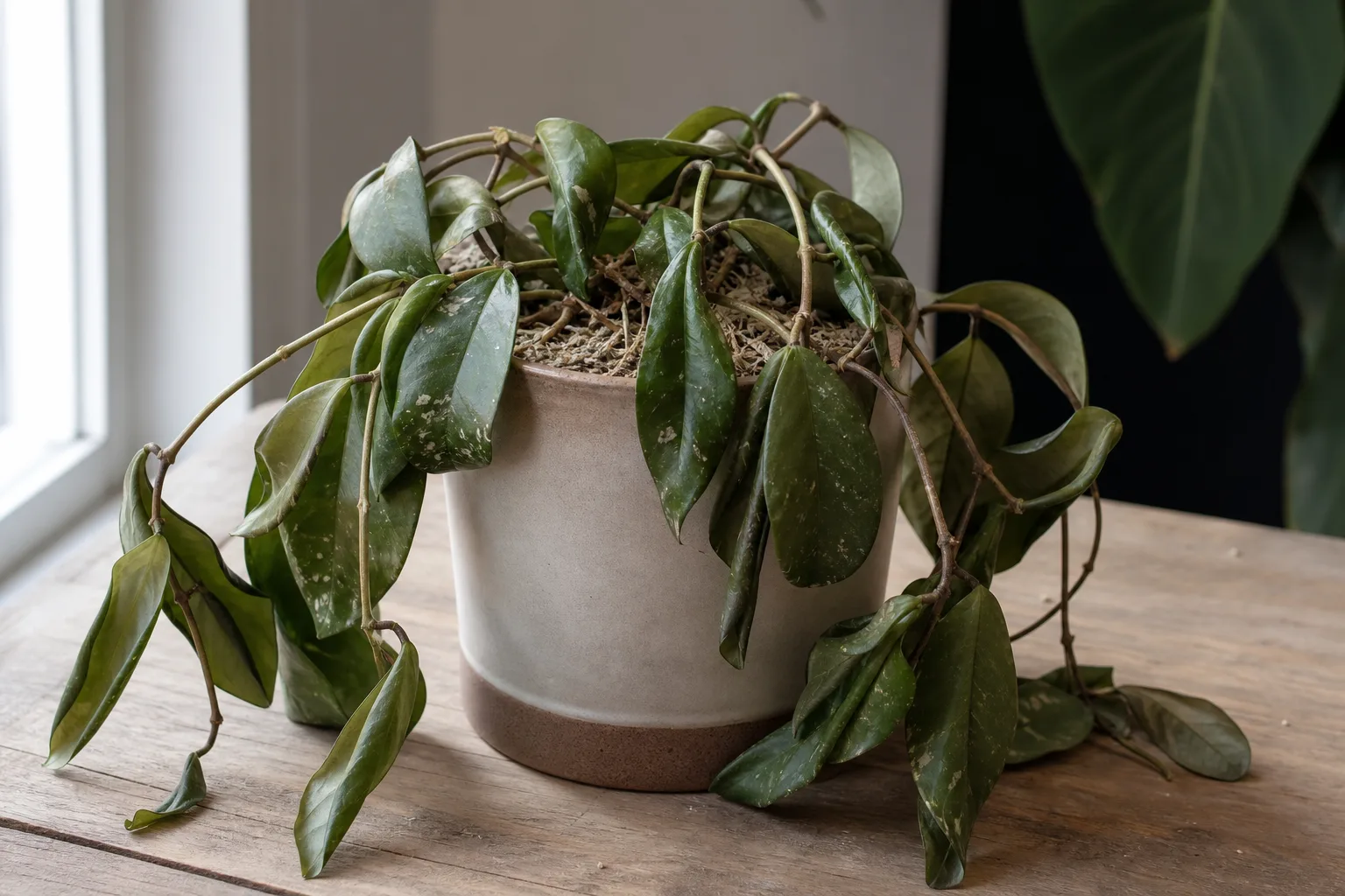 Underwatering on Hoya Carnosa - visible symptom on the plant