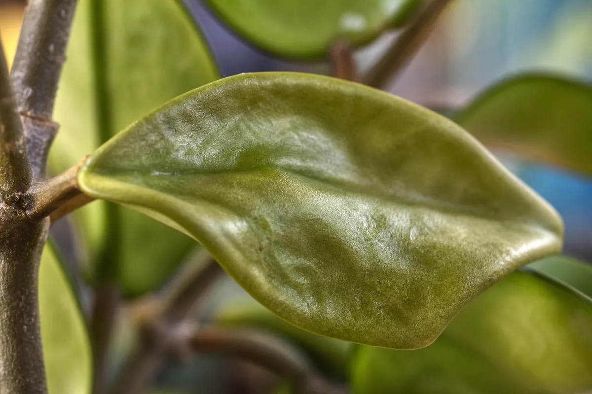Close-up of Wilting on Hoya Carnosa - diagnostic detail