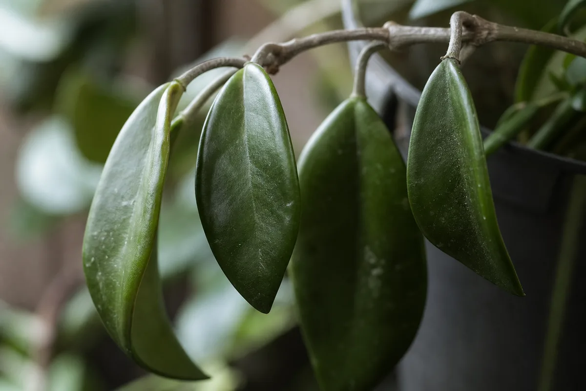 Close-up of Drooping Leaves on Hoya - diagnostic detail