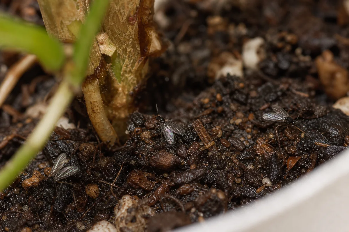Close-up of Fungus Gnats on Hoya - diagnostic detail
