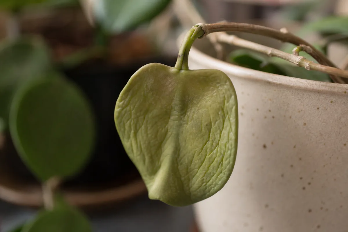 Close-up of Drooping Leaves on Hoya Kerrii - diagnostic detail