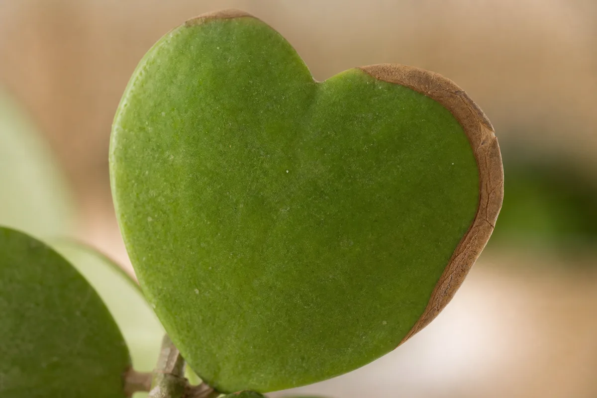 Close-up of Low Humidity on Hoya Kerrii - diagnostic detail