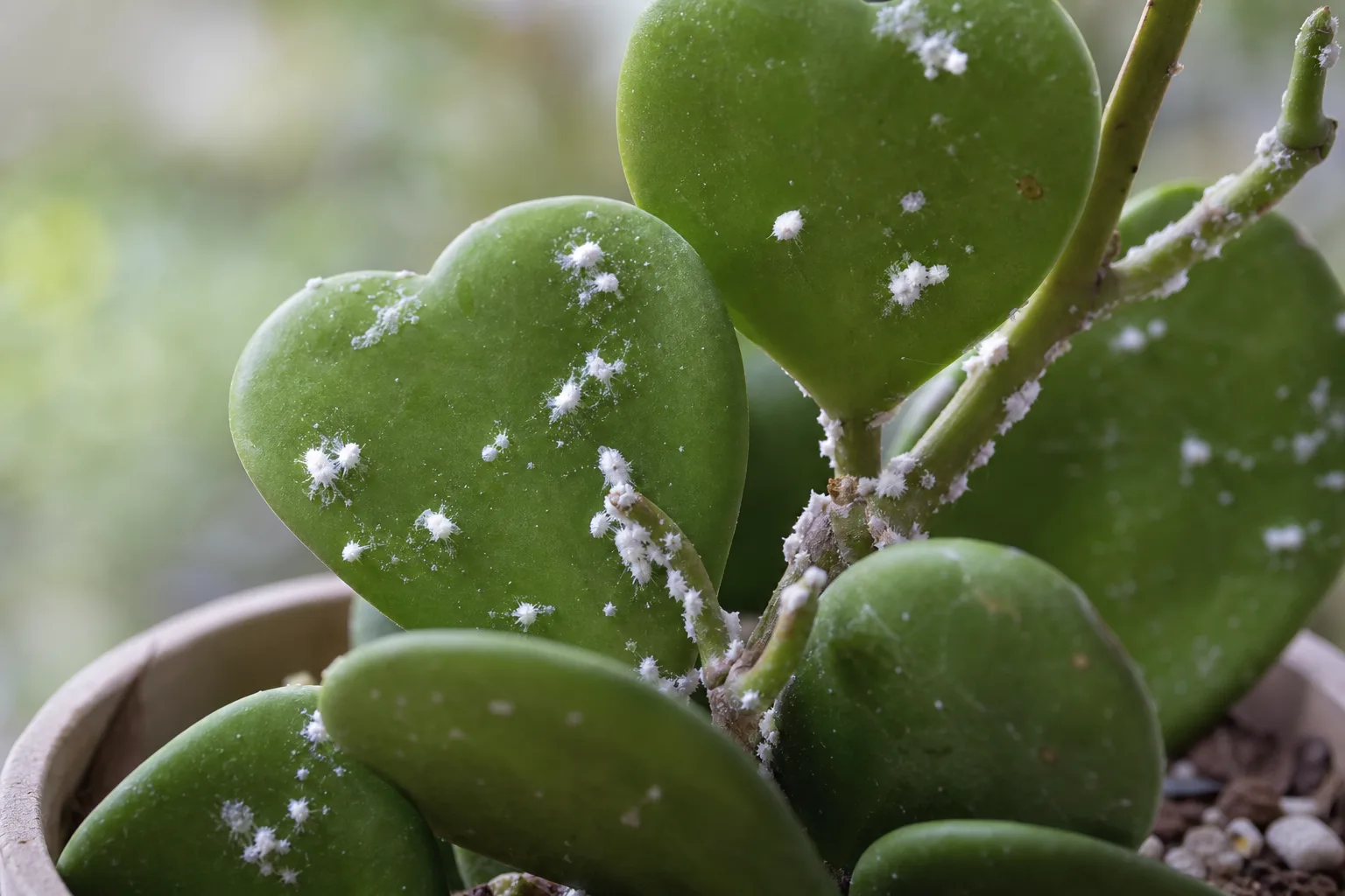 Mealybugs on Hoya Kerrii - visible symptom on the plant