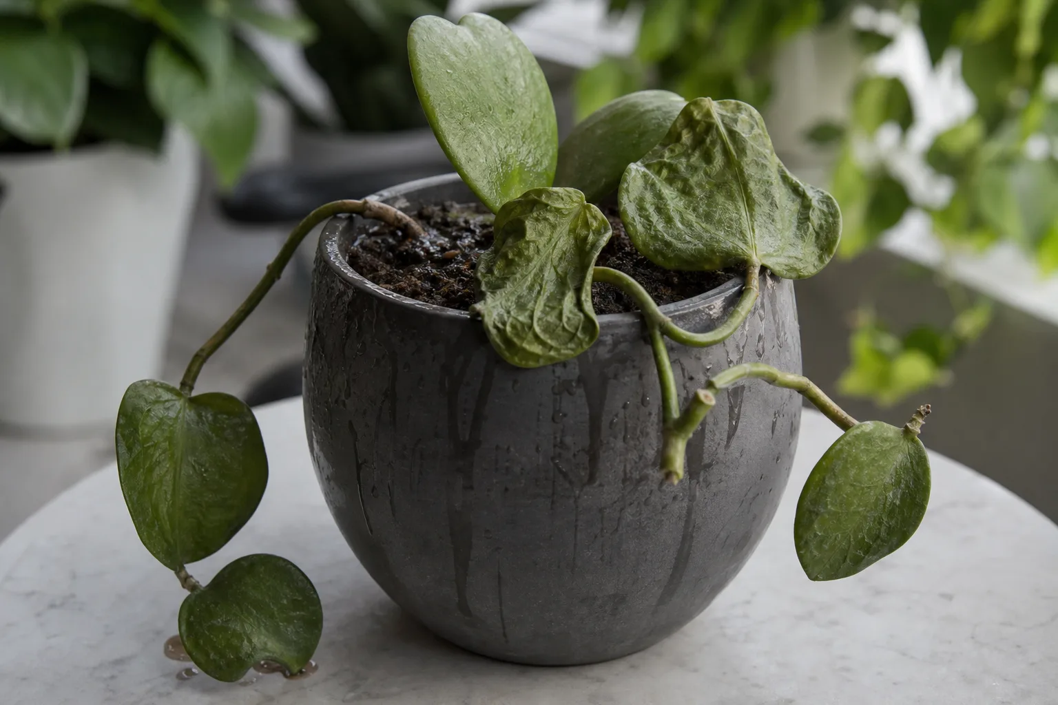 Root Rot on Hoya Kerrii - visible symptom on the plant
