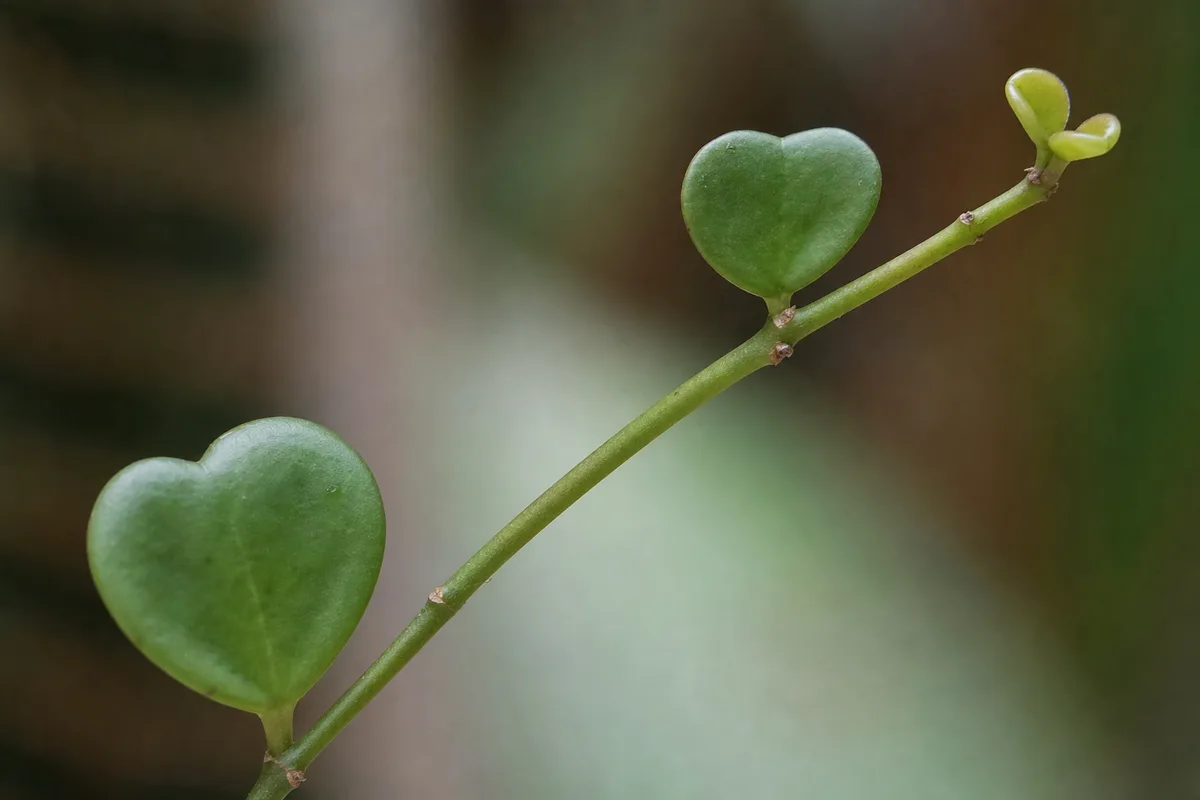 Close-up of Slow Growth on Hoya Kerrii - diagnostic detail