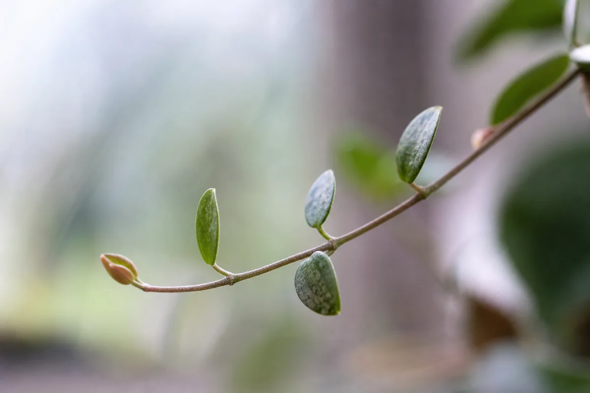 Close-up of Leggy Growth on Hoya - diagnostic detail