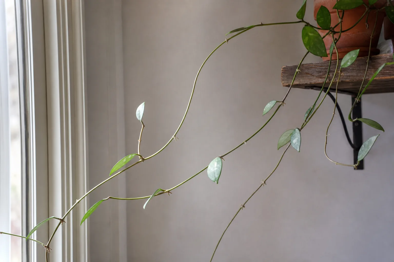 Leggy Growth on Hoya - visible symptom on the plant