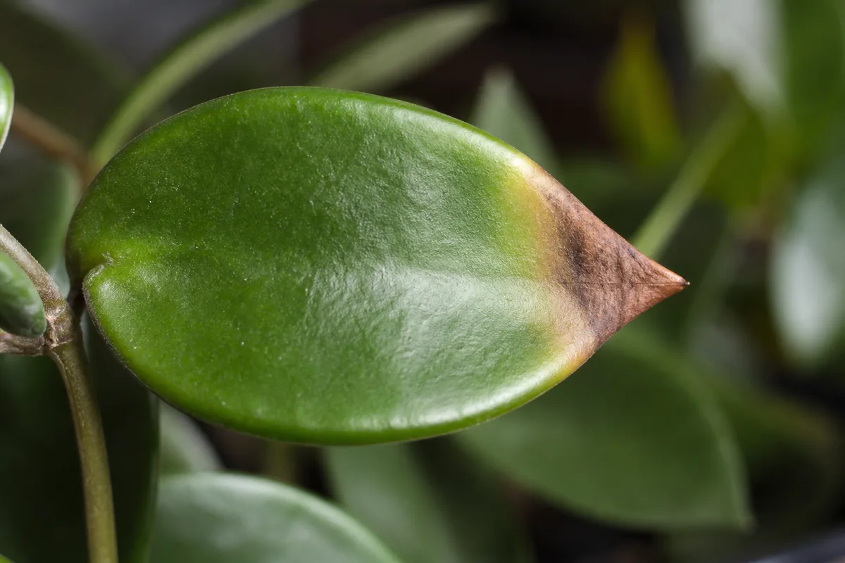 Close-up of Low Humidity on Hoya - diagnostic detail