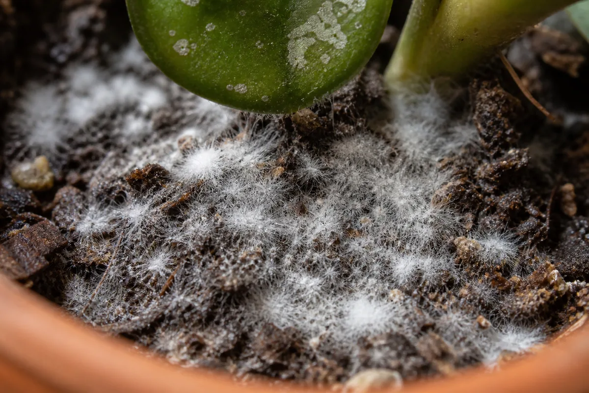 Close-up of Mold on Soil on Hoya - diagnostic detail