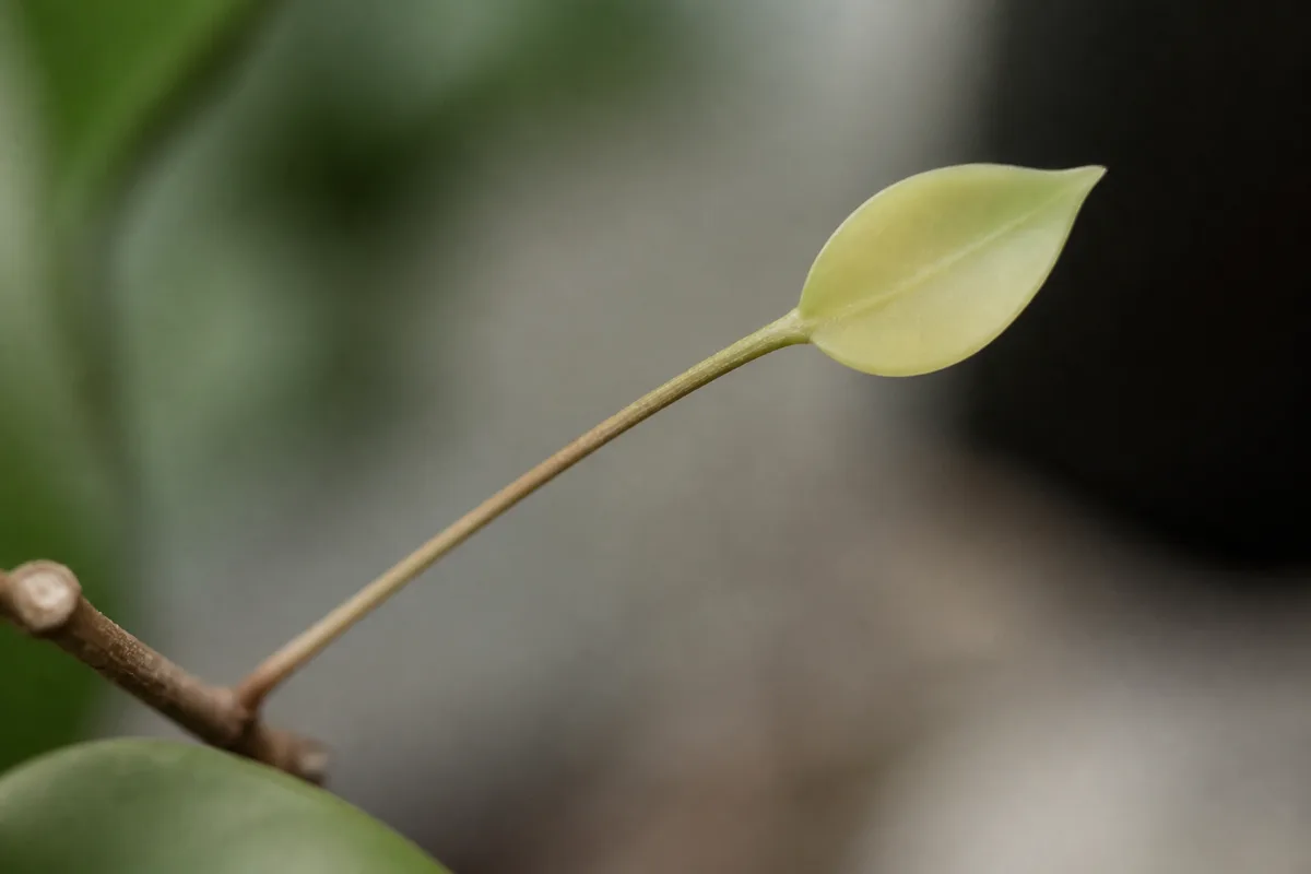 Close-up of Not Enough Light on Hoya - diagnostic detail