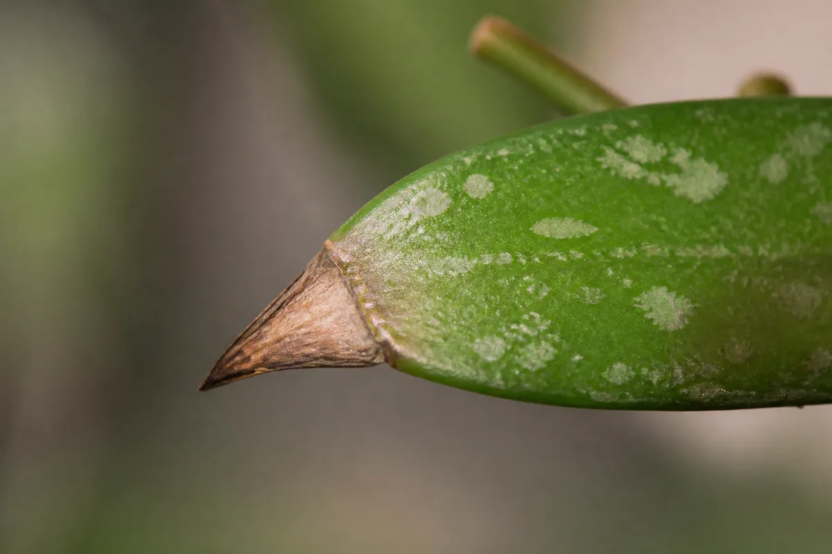 Close-up of Brown Tips on Hoya Pubicalyx - diagnostic detail