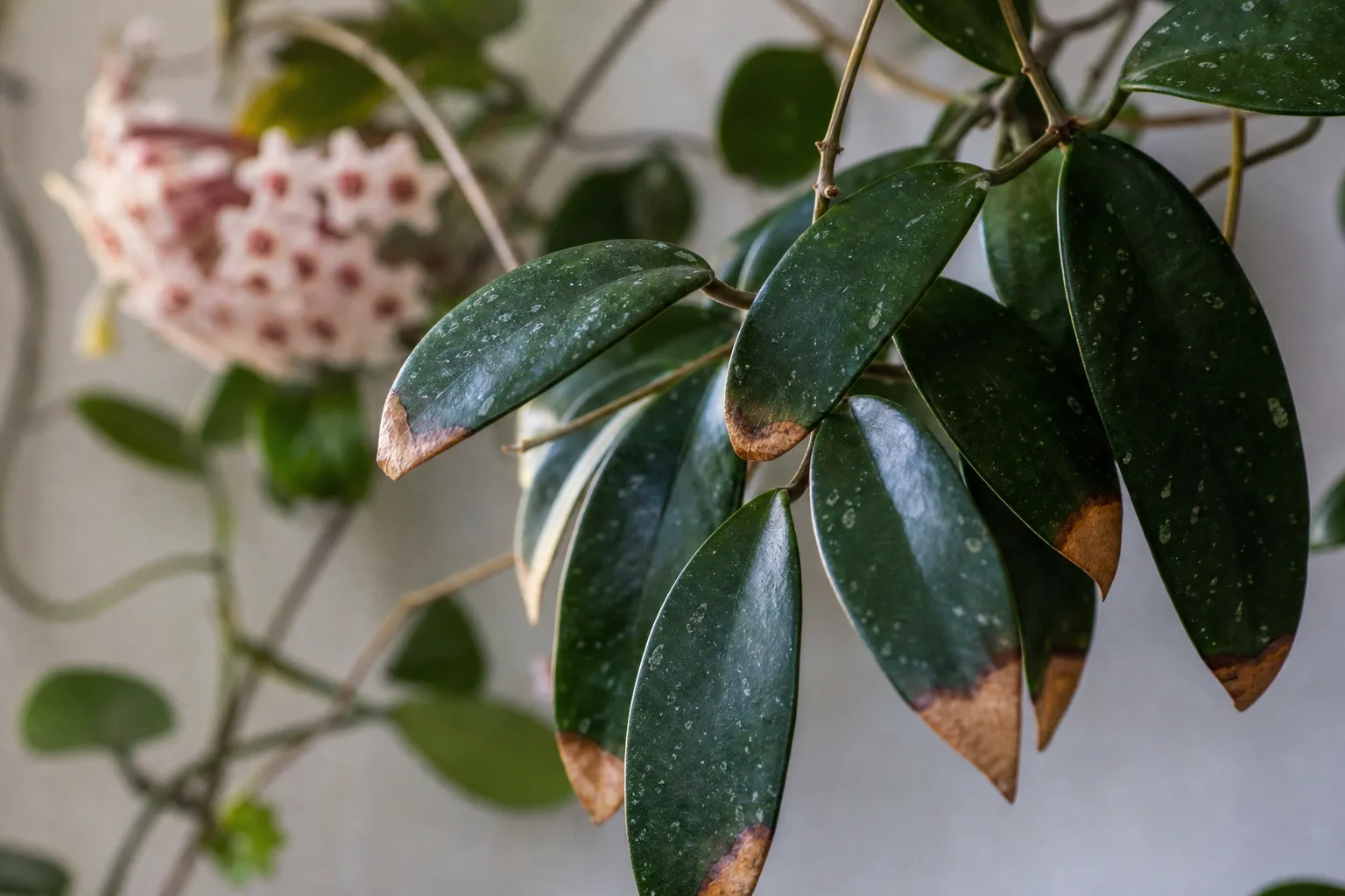 Brown Tips on Hoya Pubicalyx - visible symptom on the plant