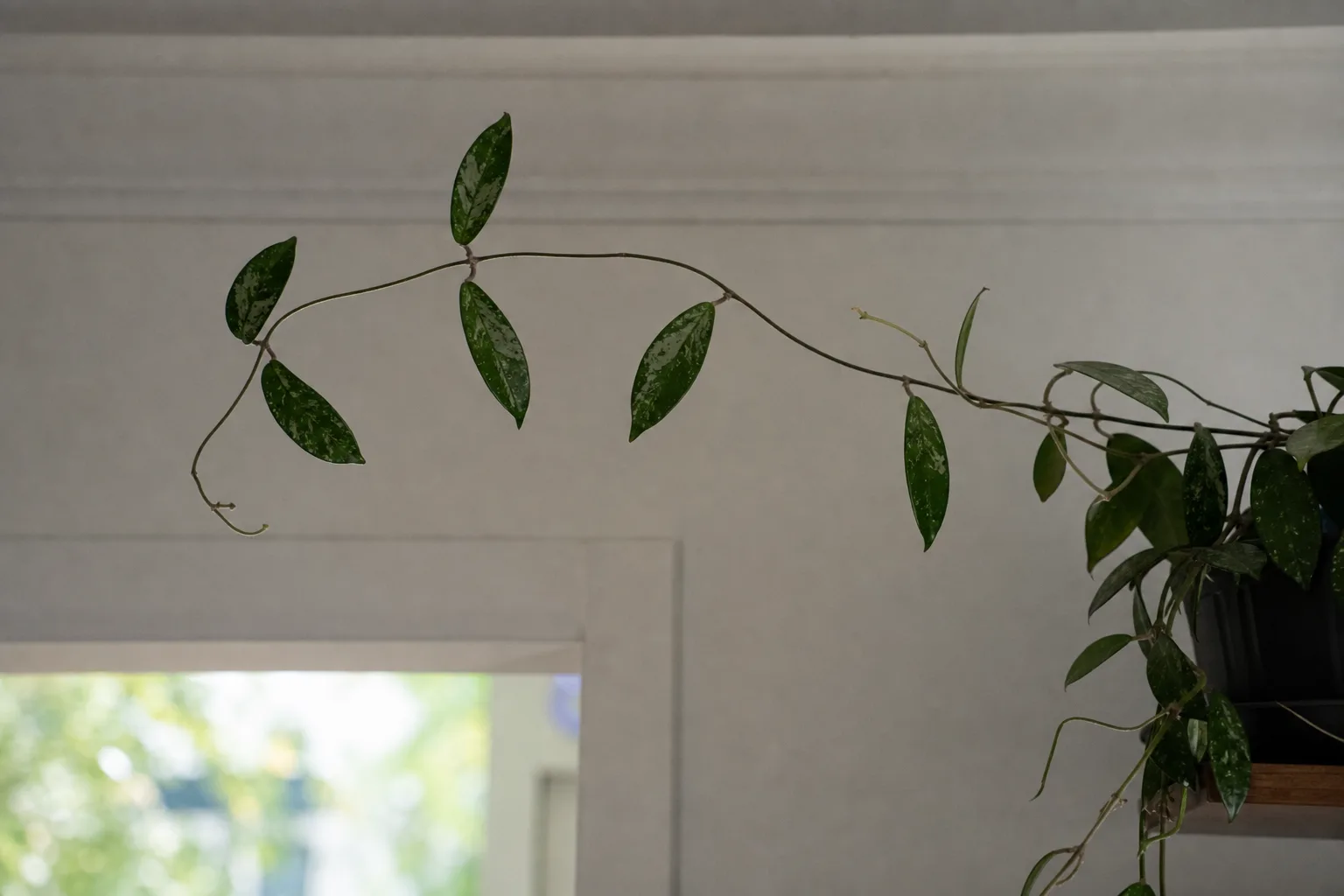 Leggy Growth on Hoya Pubicalyx - visible symptom on the plant