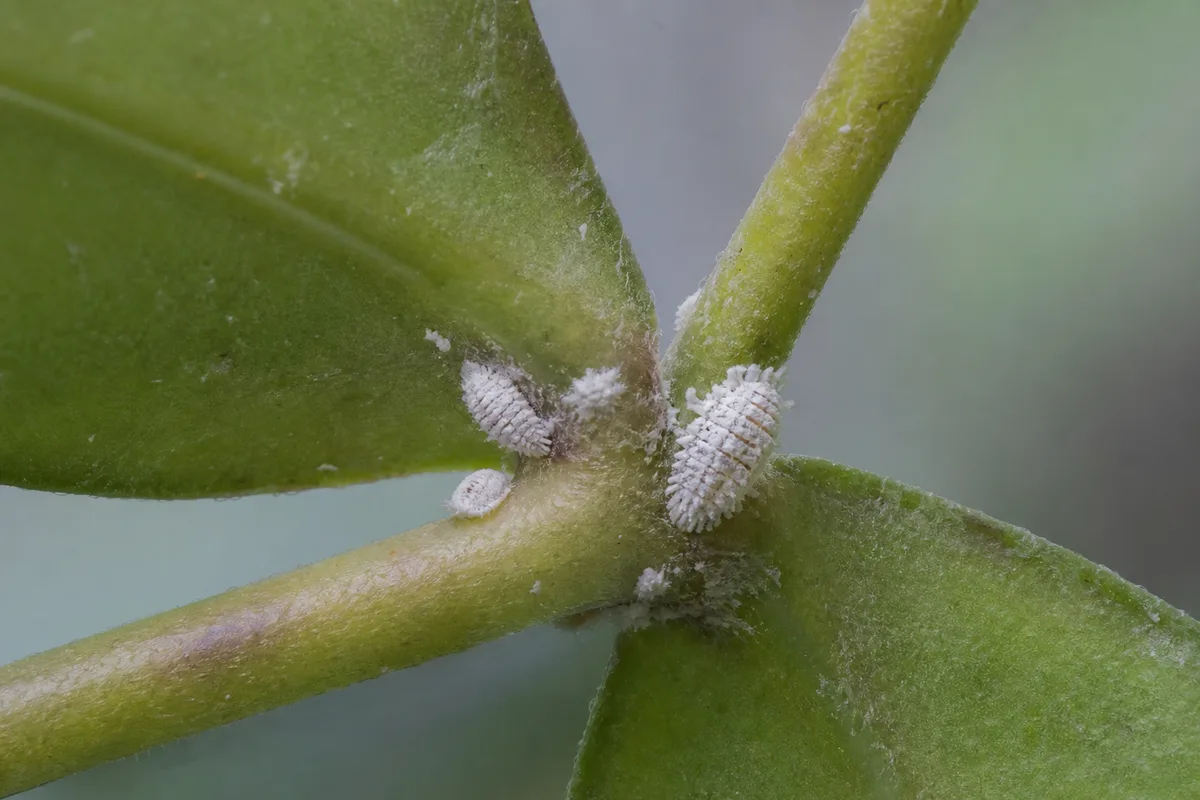 Close-up of Mealybugs on Hoya Pubicalyx - diagnostic detail