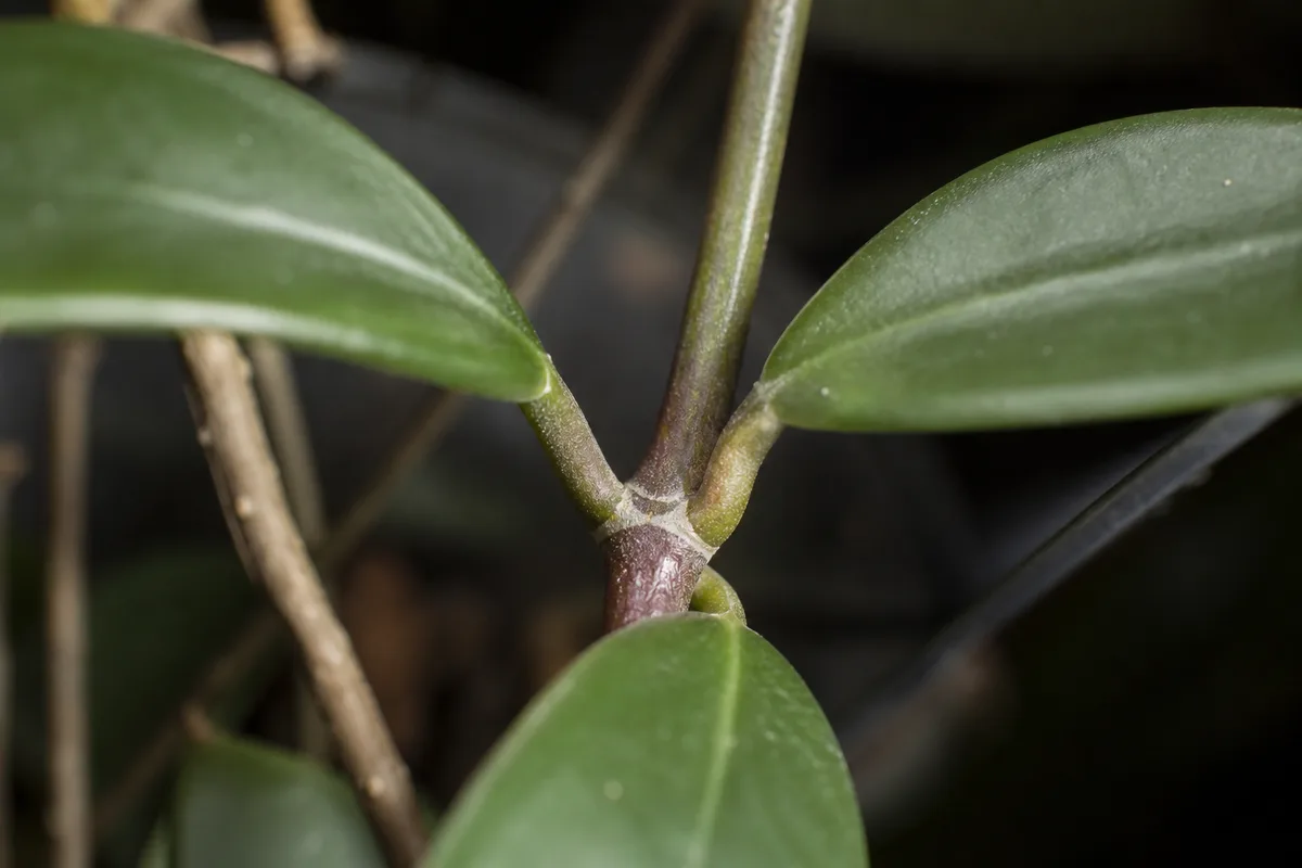 Close-up of No Flowers on Hoya Pubicalyx - diagnostic detail