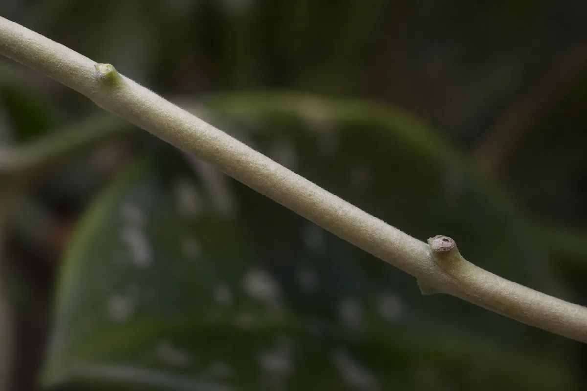Close-up of Not Enough Light on Hoya Pubicalyx - diagnostic detail