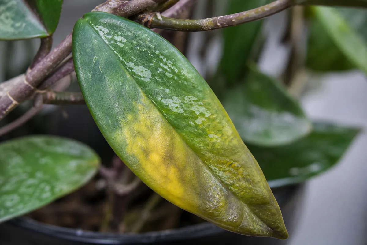 Close-up of Overwatering on Hoya Pubicalyx - diagnostic detail