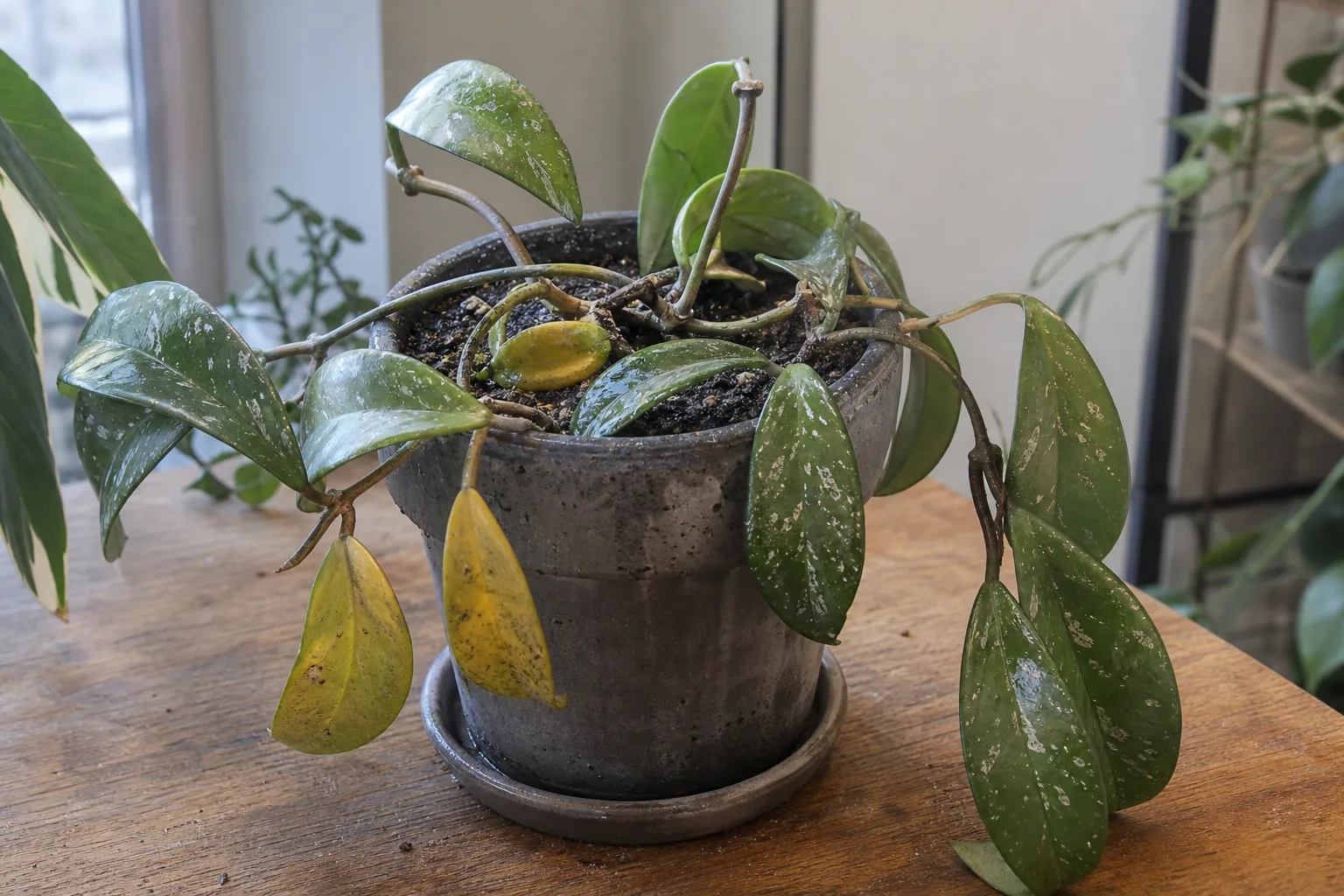Overwatering on Hoya Pubicalyx - visible symptom on the plant