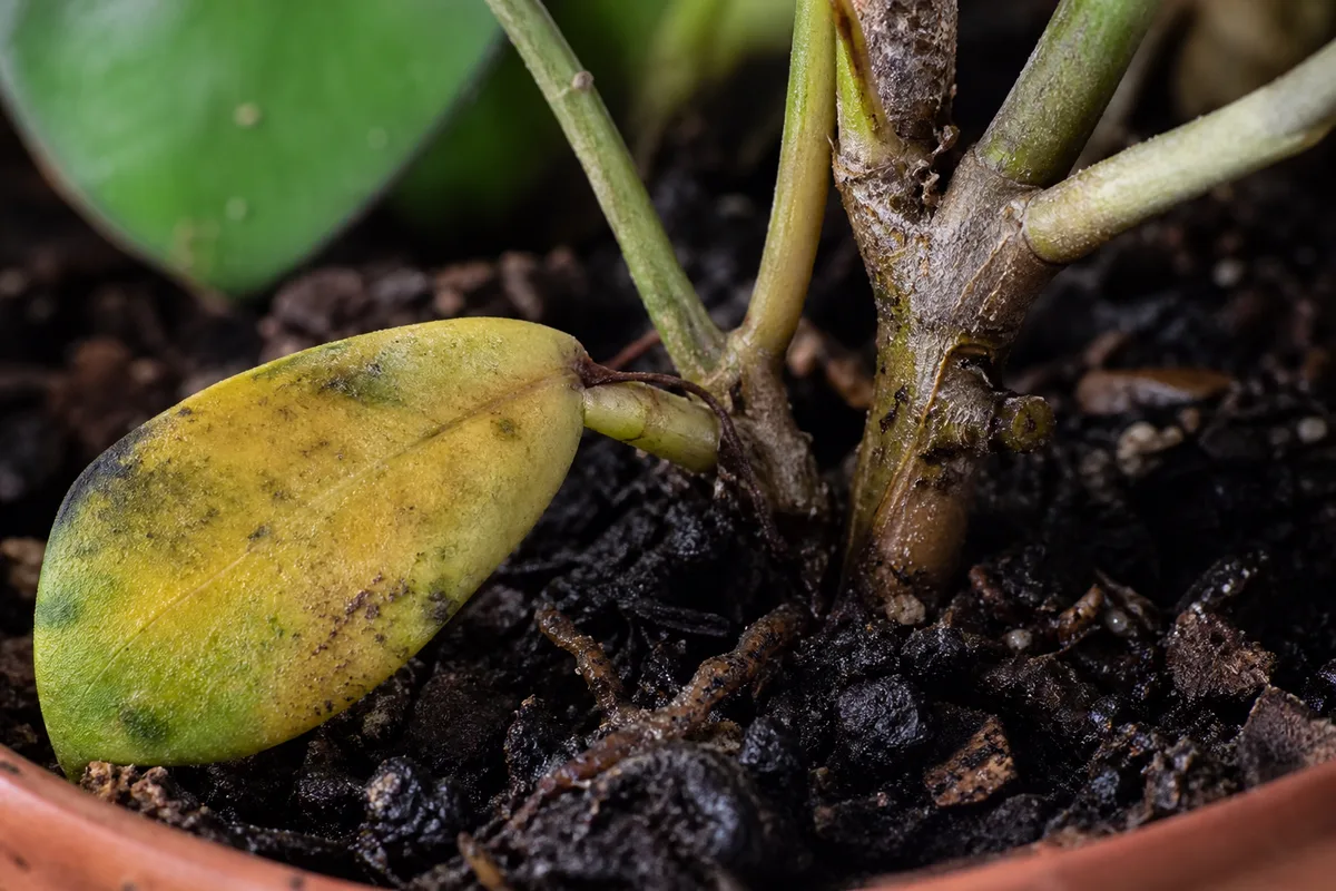 Close-up of Root Rot on Hoya Pubicalyx - diagnostic detail