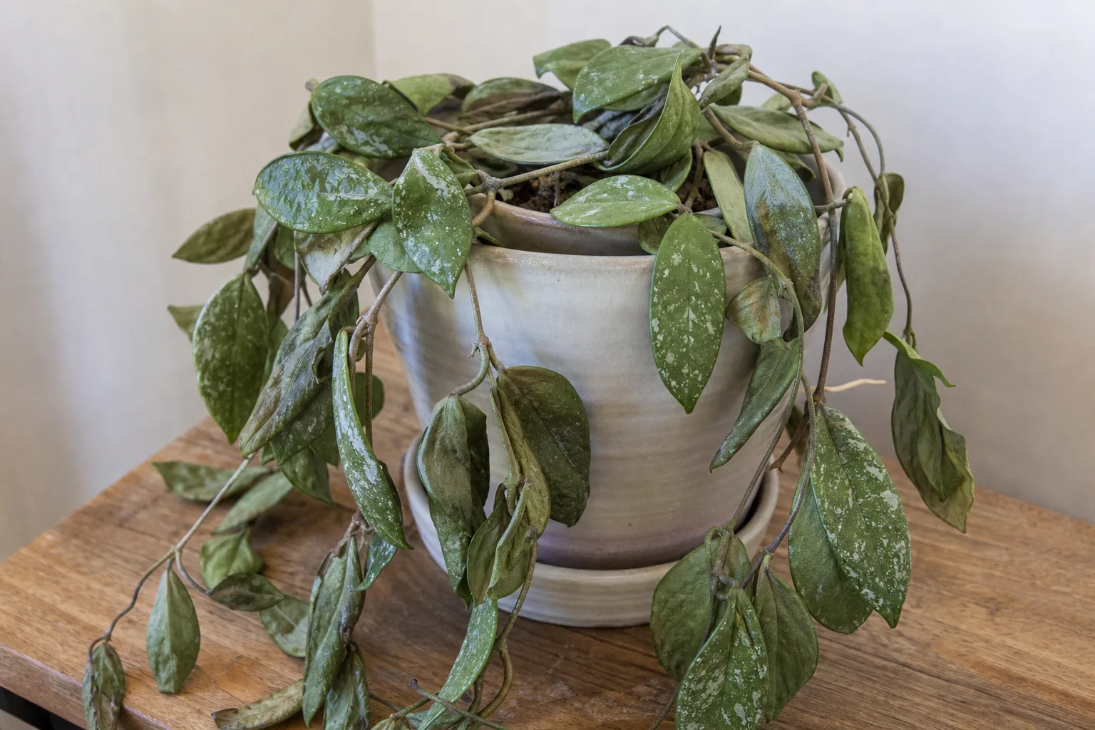 Wilting on Hoya Pubicalyx - visible symptom on the plant