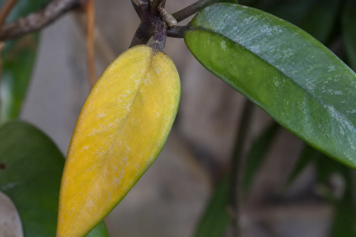 Close-up of Yellow Leaves on Hoya Pubicalyx - diagnostic detail