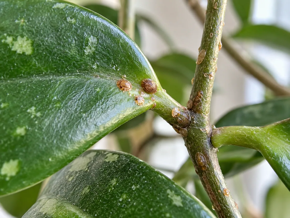 Close view of tan-brown scale covers attached near a Hoya leaf joint and vine