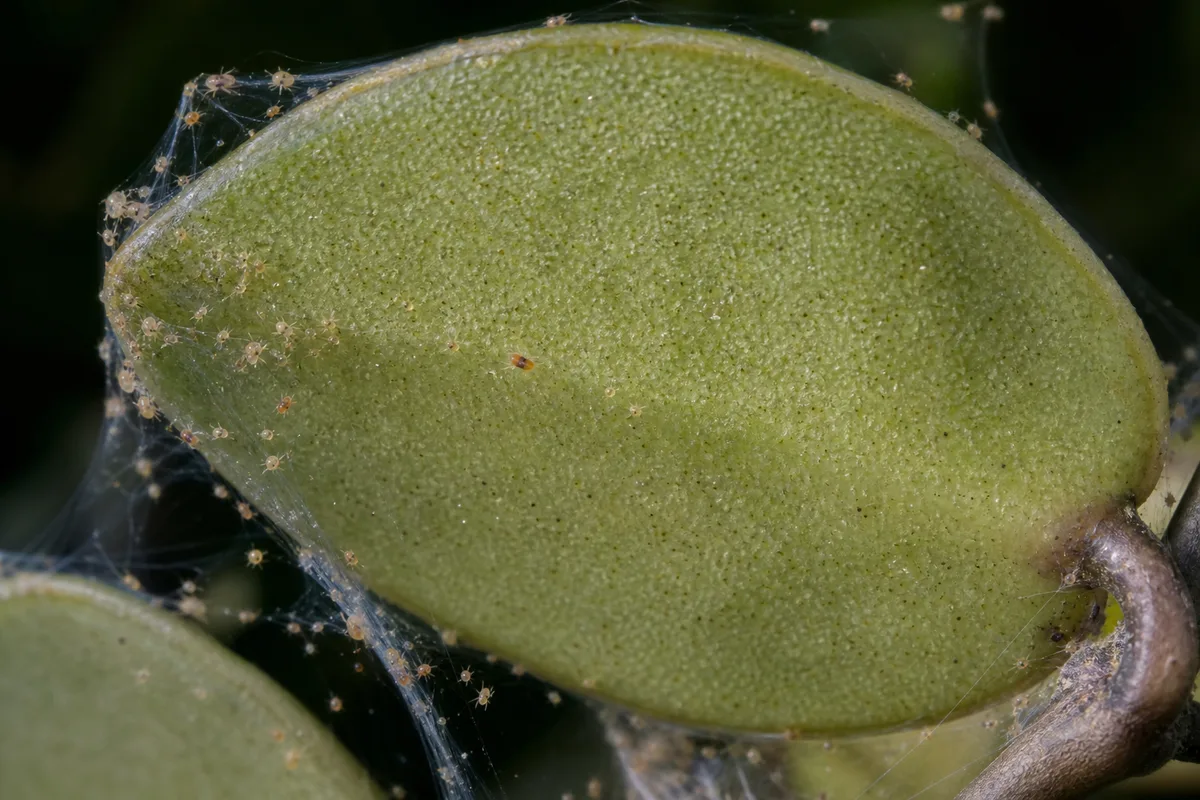 Close-up of Spider Mites on Hoya - diagnostic detail