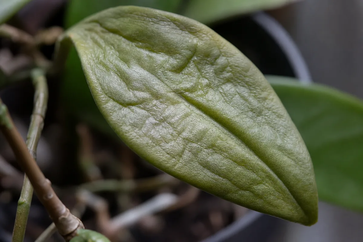 Close-up of Underwatering on Hoya - diagnostic detail