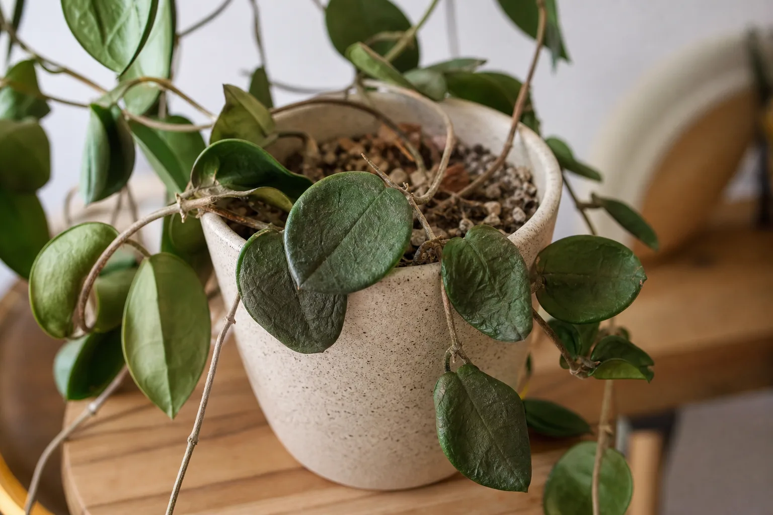 Underwatering on Hoya - visible symptom on the plant
