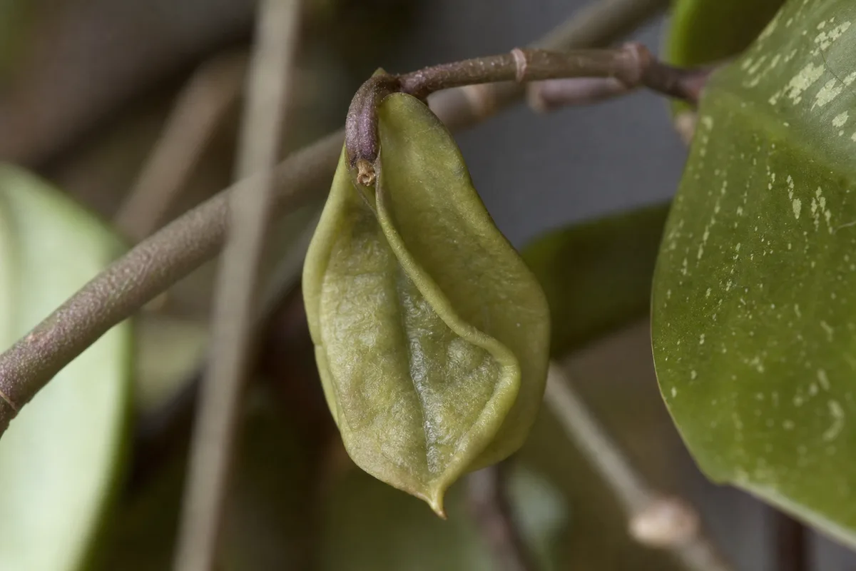 Close-up of Wilting on Hoya - diagnostic detail