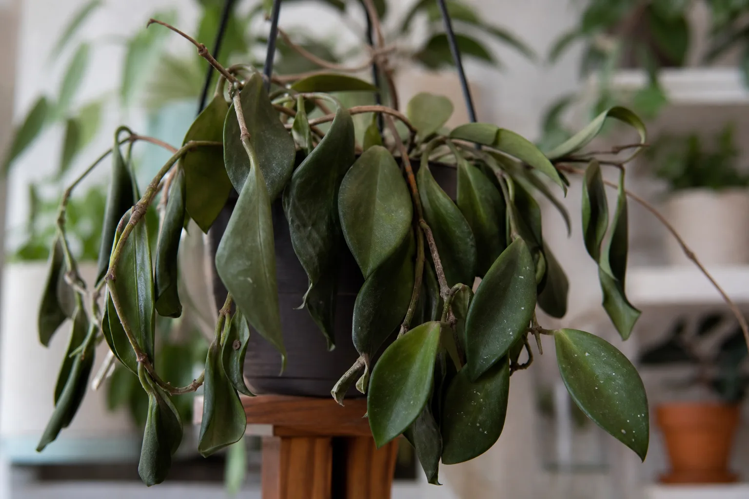 Wilting on Hoya - visible symptom on the plant