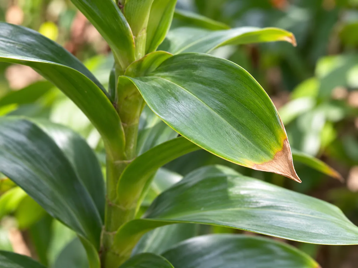 Close-up of dry brown tips at the ends of Insulin Plant leaves