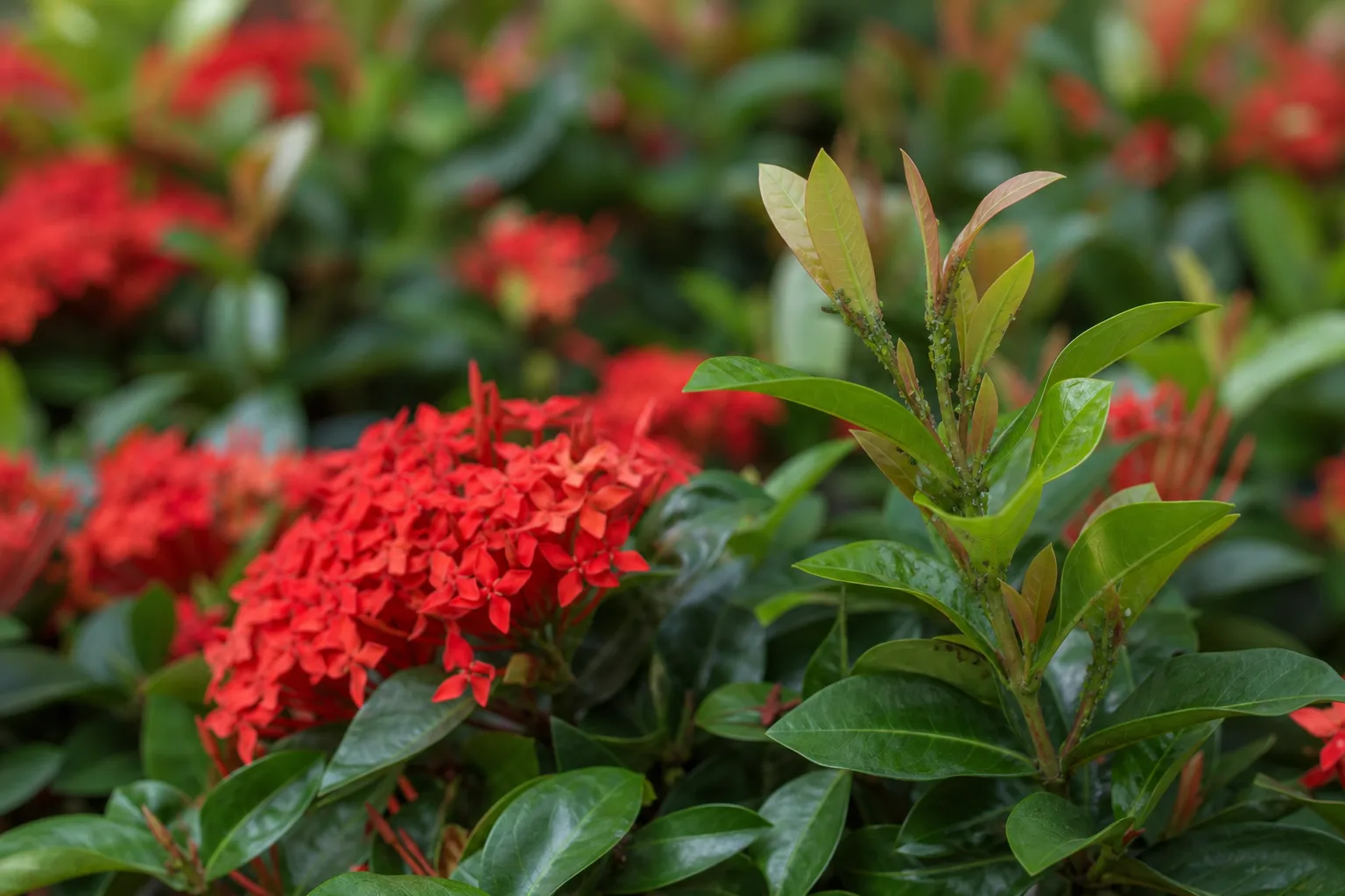 Aphids on Ixora - visible symptom on the plant