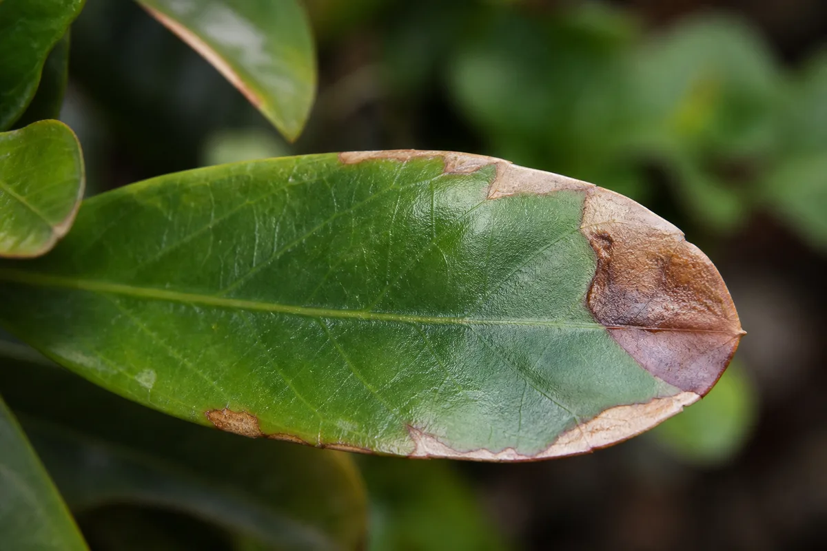 Close-up of Brown Tips on Ixora - diagnostic detail