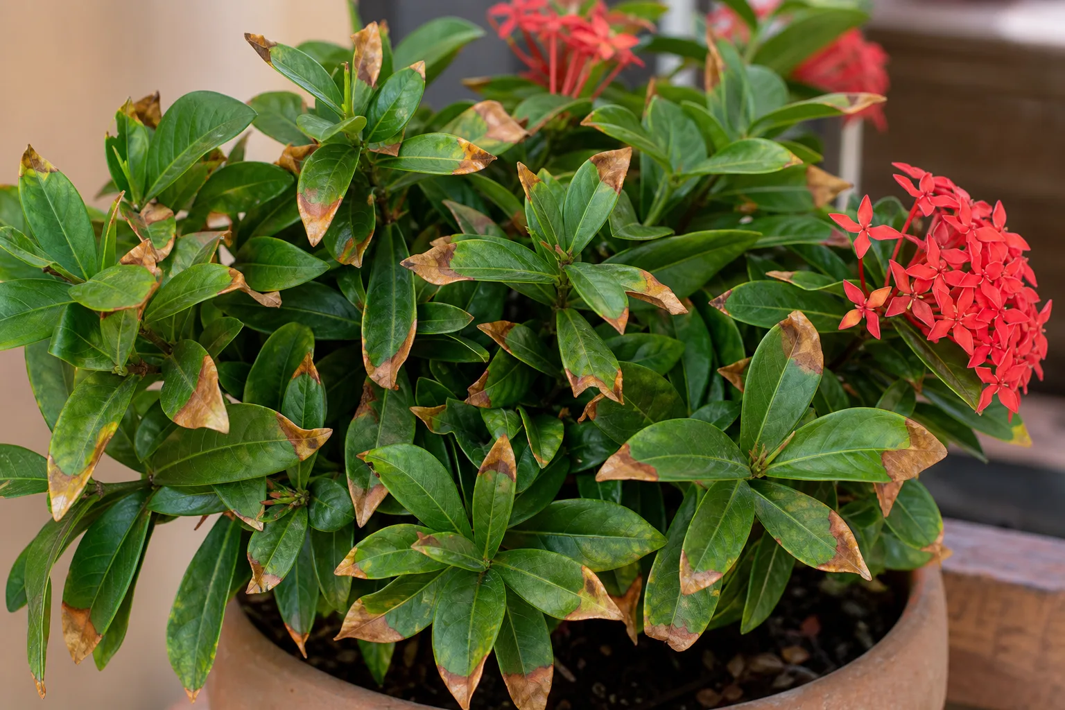 Brown Tips on Ixora - visible symptom on the plant