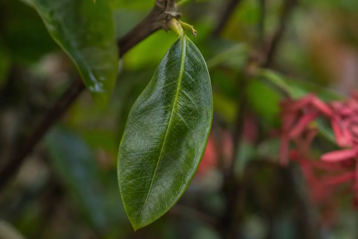 Close-up of Drooping Leaves on Ixora - diagnostic detail