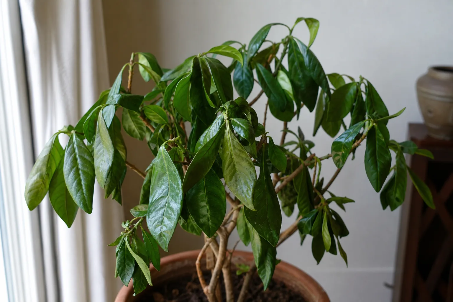 Drooping Leaves on Ixora - visible symptom on the plant