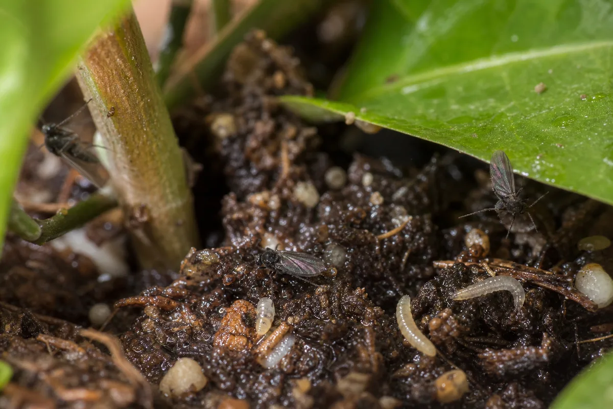 Close-up of Fungus Gnats on Ixora - diagnostic detail
