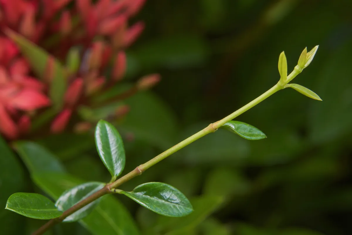 Close-up of Leggy Growth on Ixora - diagnostic detail